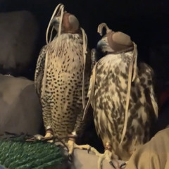 (🔥سباع🔥)‎⁨شيلات ياطير خذ مني مواثيق وعهود⁩.m4a