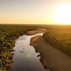 Morning chorus - Gulf of Carpentaria, NT