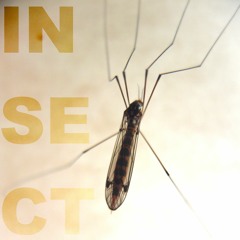 Eurasian Insects (SOE017)- Demo