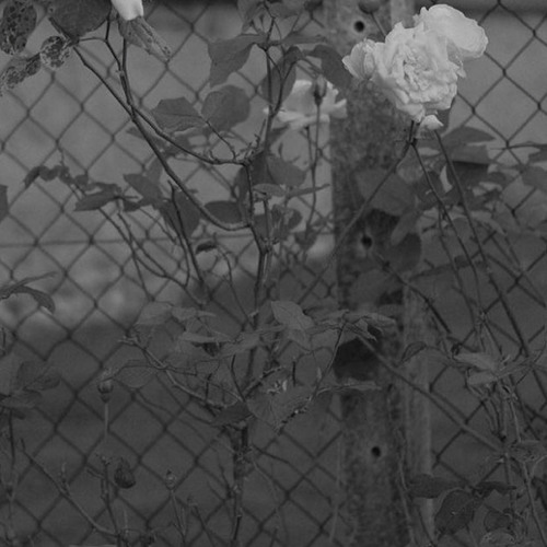 Wings / So!YoON! Live For Vouge