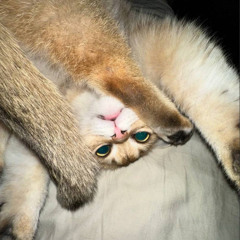 Бабочки (p. greyrock, rayx)