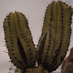 DESPRENDIZAJE