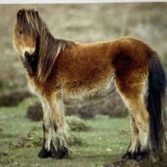 Temporal Cove w/ Smilegoth 260224