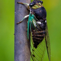 The Best Cicadas