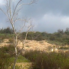 תיאנית גרסה מקורית tianit real version