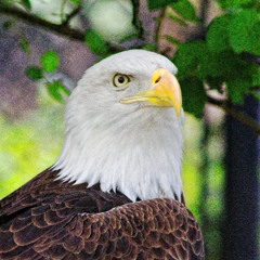 260106 - Jamuary26-6 Rememberance