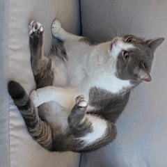 sterylcat