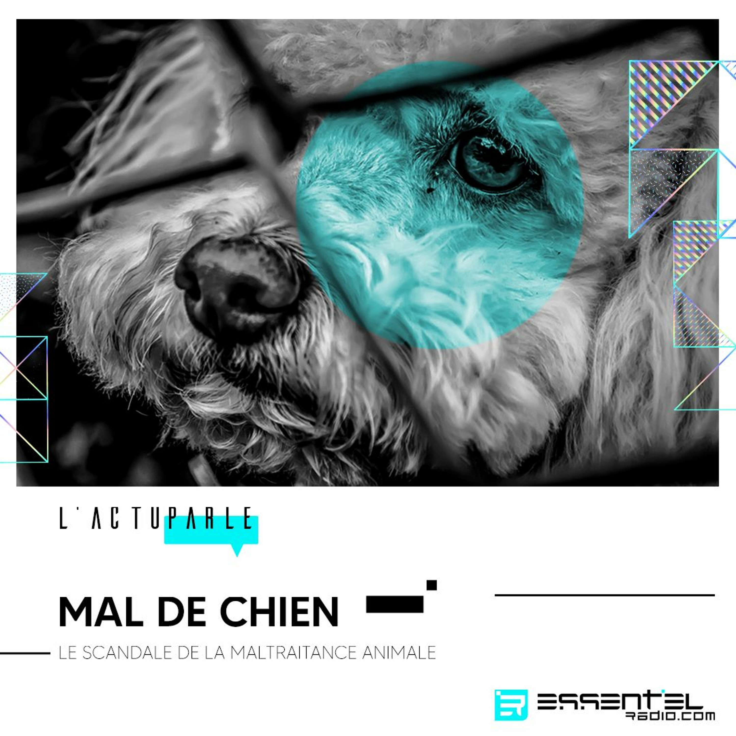 Mal de chien : le scandale de la maltraitance animale - Podcast 05/10 episode artwork