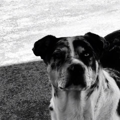 Pretty Chill For a Wolf