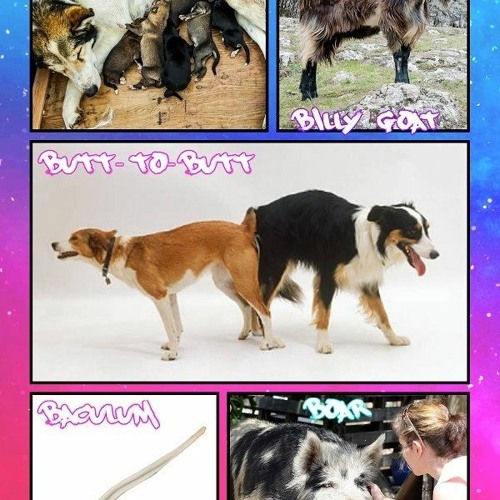 Stream BEASTIALITY - Animal Sex - Pig - Dog - Donkey - Horse - Color