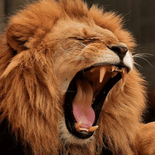 Stream Strong Like A Lion Part 1 Part Ii Sample By Mighty Ragga Mystical Vibrations Sound System Listen Online For Free On Soundcloud