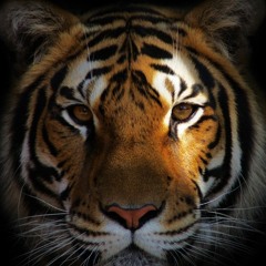 Tiger-(original Mix)