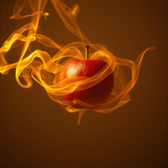 シャイタンのペット