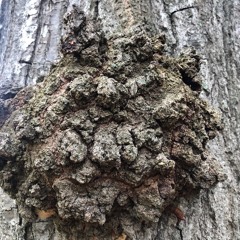 Eyes So Metric Variations