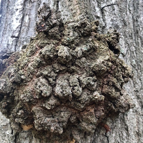 Eyes So Metric Variations