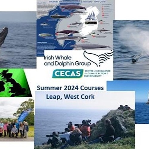 Stream 2024 Residential Weekend Whale Watching/Identification Courses