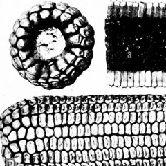 Cornalog