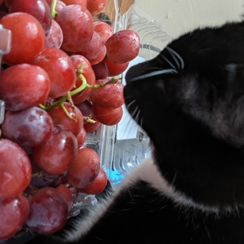 Stream In Memory of the Memory of Elizabeth Reed by Birthday Cow ...