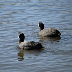 67.5 Exercise for Chopin 2 Piano Improvisation 20260110-5