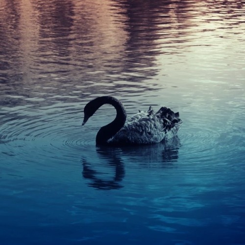 Stream Black Swan 1080p Bluray Download by ProticFocze | Listen online for  free on SoundCloud