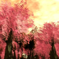 Cherry Blossom