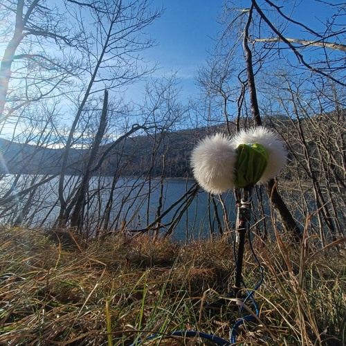 Gentle wind waving trough trees and rustlling dry grass shore of lake Cerknica
