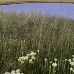 cathi (bipolar melody)