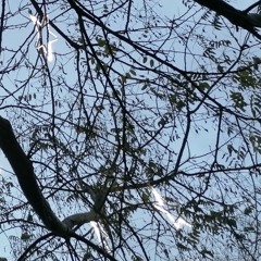 Ne pleurez pas insectes