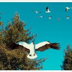 Birdemic 3: Sea Eagle (2022) FullMovie MP4/720p 8399146