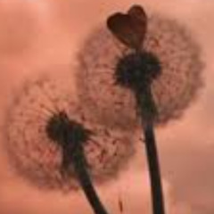 "dandelions" Duet Cover