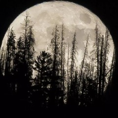01 Organic Moon