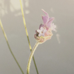 Staind Glass Tidal Pool