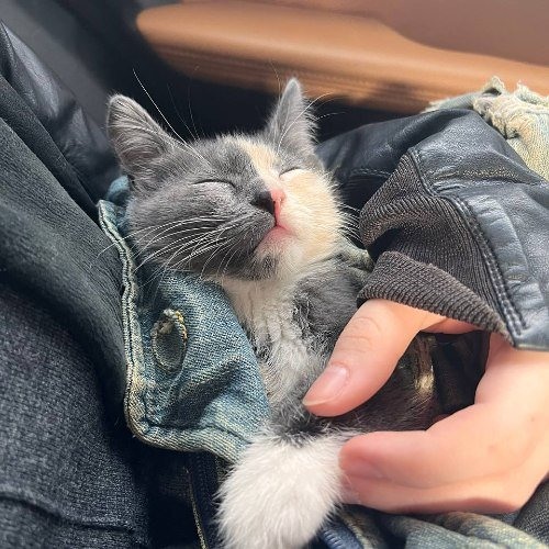 пение