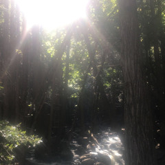 숲