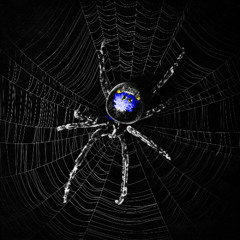 LA TARANTULA CUMBIATON