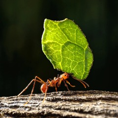 Leafcutter