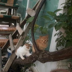 I Can See Ya - IAMMUSIC - Playboi Carti (mastered version)