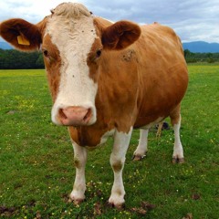Guernsey Cow and Filet-O-Fish