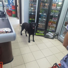 СОБАКА КРЫМ ENERGY