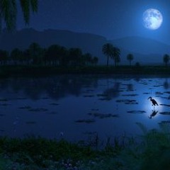 the night oasis
