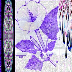 -LUVVV-1NDUCED-P$¥CHO$1$- (s+r)