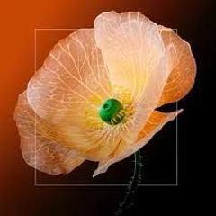 Camille Luciani - In Your Love