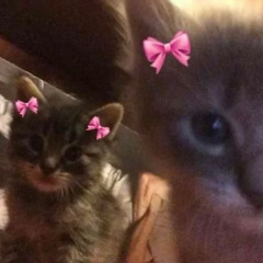 pretty little psycho | edit audio