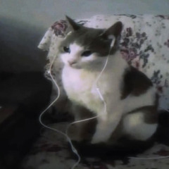 en mi mambo corta gato