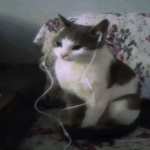 en mi mambo corta gato