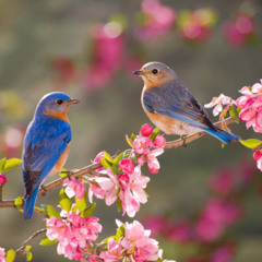 Why Do Birds Sing? A Guide to Birdsong and Calls?