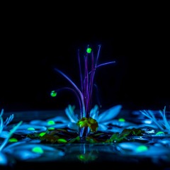 Dreamfoil