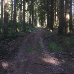 Adoni$ - Mehrere wege im Wald (Prod.by Young Madz)