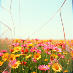 Mirrors in Bloom