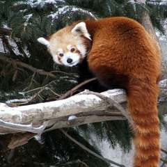 YXRD @sheepicountit ft. iceboi